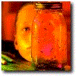 Jar Of Flies